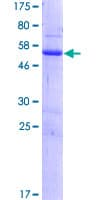 Human RASSF3 Protein (Recombinant GST)