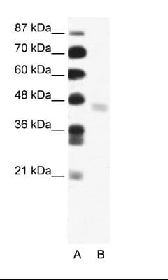 FEZL / FEZF2 Antibody (N-Terminus)