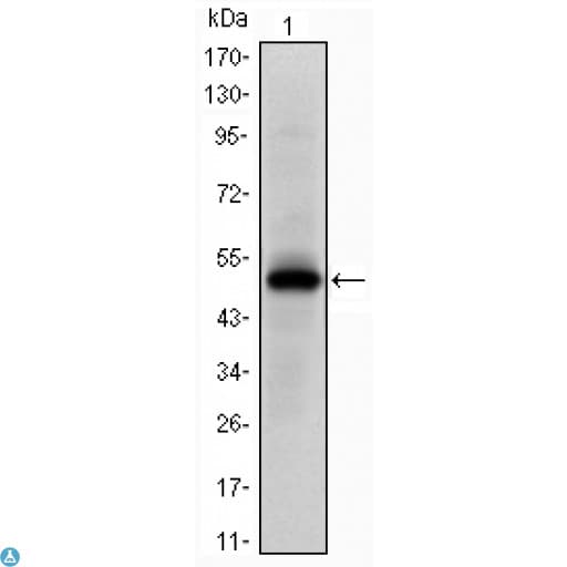 EPHA10 / EPH Receptor A10 Antibody