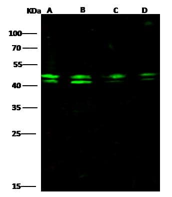 PPP1R8 / Rnase E Antibody (Preservative Free)