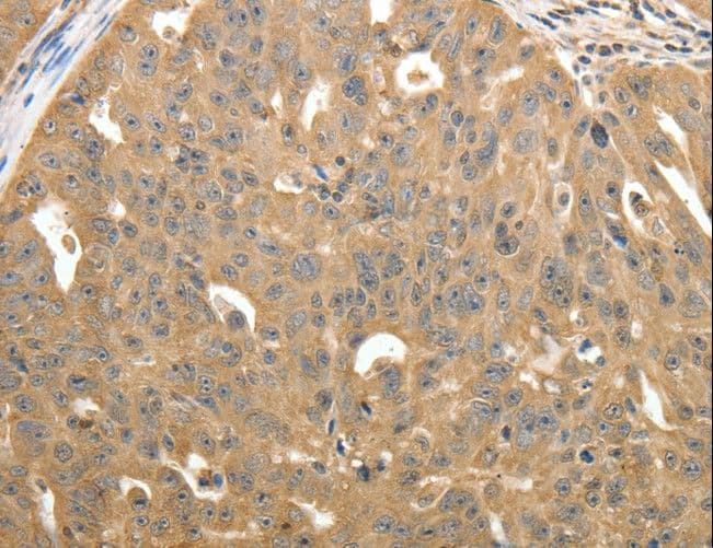 STX1A / Syntaxin 1A Antibody