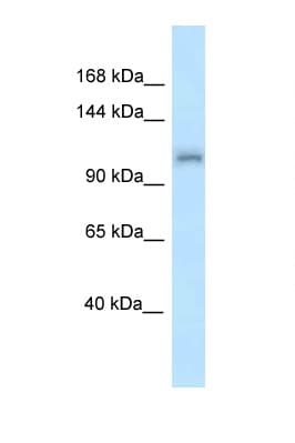 ZFR Antibody (N-Terminus)