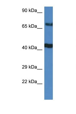 TNIP1 Antibody (C-Terminus)