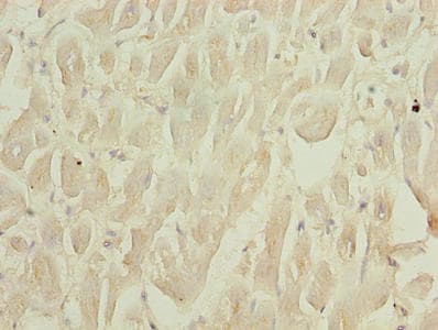 SEPW1 / Selenoprotein W Antibody