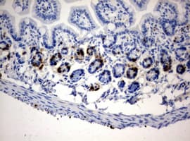 BrdU Antibody (clone 2G6)