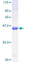 Human RFK Protein (Recombinant GST)