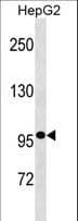 GANC Antibody (aa1-30)