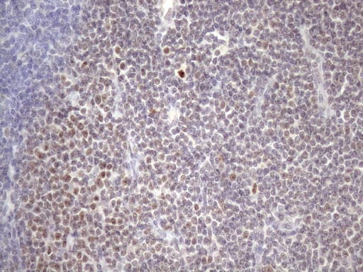 ZC3H8 Antibody (clone OTI4H5)