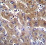 Polyclonal Rabbit anti-Human ANKRD18B Antibody (aa274-302, IHC, WB)