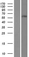 ZNF497 Protein (Over-Expression Lysate Myc-DDK (Flag))