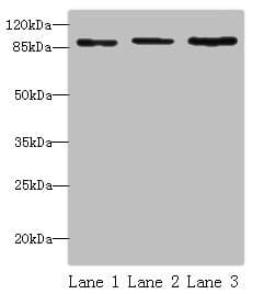 Polyclonal Rabbit anti-Human STAT5B Antibody (aa40-280, IHC, WB)