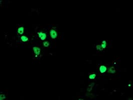 ERCC4 / XPF Antibody (clone OTI1B2)