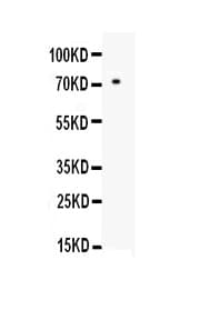 MMP2 Antibody