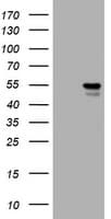 Vimentin Antibody (clone OTI7B10)