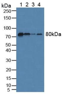 FBLN1 / Fibulin 1 Antibody (aa127-243, FITC)