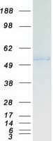Human TIP48 / RUVBL2 Protein (Recombinant Myc-DDK (Flag))