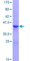 Human TTC32 Protein (Recombinant GST)