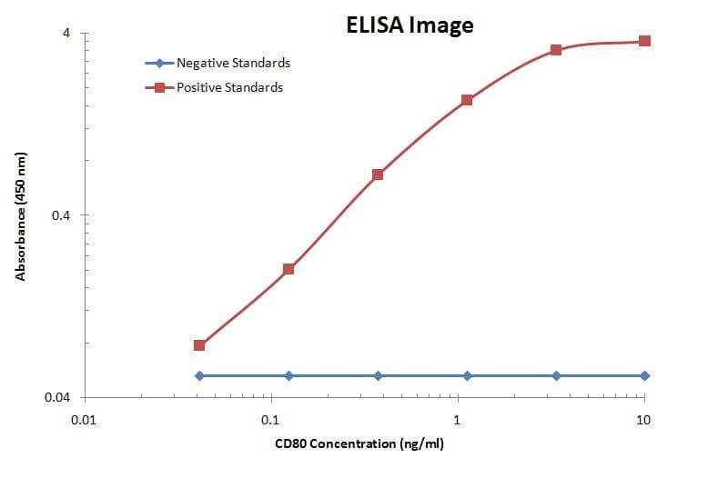 CD80 Antibody (clone OTI11G5)