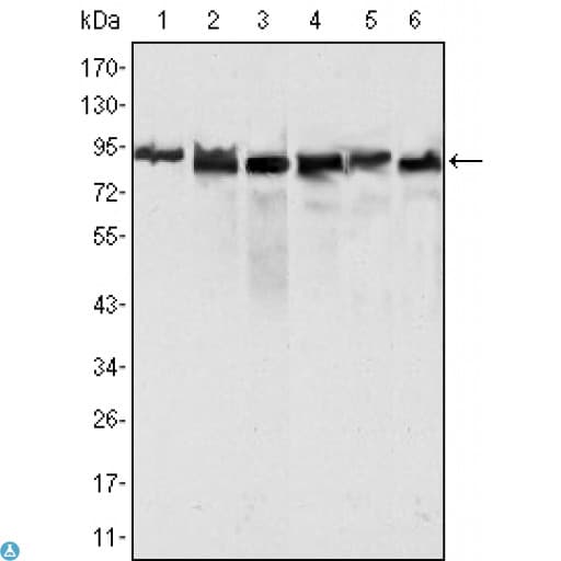 MLH1 Antibody