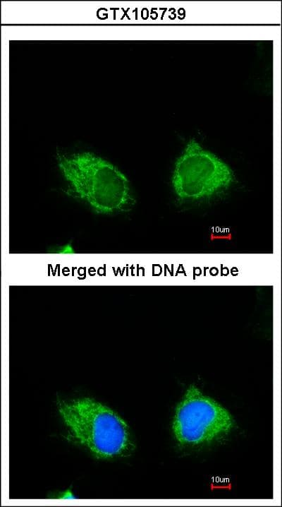 INPP1 Antibody (aa3-269)