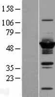 DYNC1LI2 Protein (Over-Expression Lysate Myc-DDK (Flag))