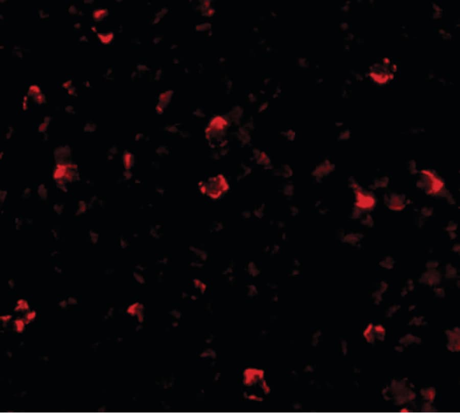 IHC-plus™ Polyclonal Rabbit anti-Human IRGC1 / CINEMA Antibody (IHC, IF, WB)
