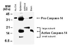 CASP14 / Caspase 14 Antibody