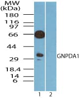 IHC-plus™ GNPDA1 Antibody (aa250-289)