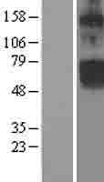 ClC-5 / CLCN5 Protein (Over-Expression Lysate Myc-DDK (Flag))