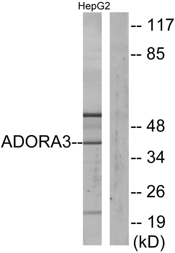ADORA3 / Adenosine A3 Receptor Antibody (aa269-318)