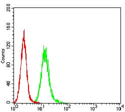 Monoclonal Mouse anti-Human RALB Antibody (clone 8A8A9, WB)