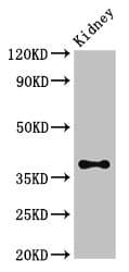 ATOH1 / MATH-1 Antibody