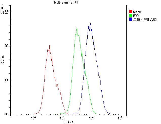PRKAB2 / AMPK Beta 2 Antibody