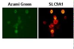 IHC-plus™ SLC9A1 / NHE1 Antibody