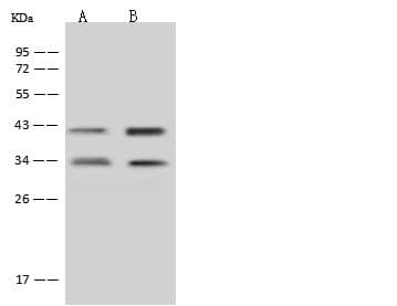 MTG1 / Mitochondrial GTPase 1 Antibody