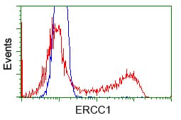 ERCC1 Antibody (clone OTI2H5)