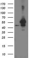 ARFGAP1 Antibody (clone OTI1H6)