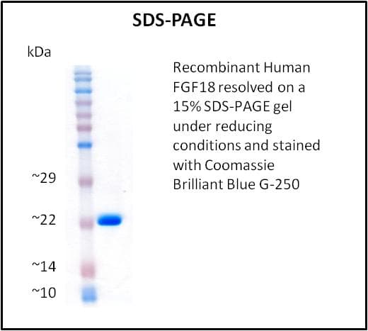 Human FGF18 Protein (Recombinant)