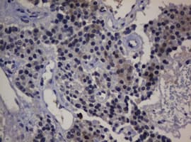 DDT / Dopamine Tautomerase Antibody (clone OTI1B1)
