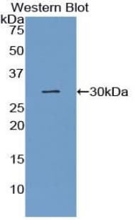 GJA4 / CX37 / Connexin 37 Antibody (aa79-328, Cy3)