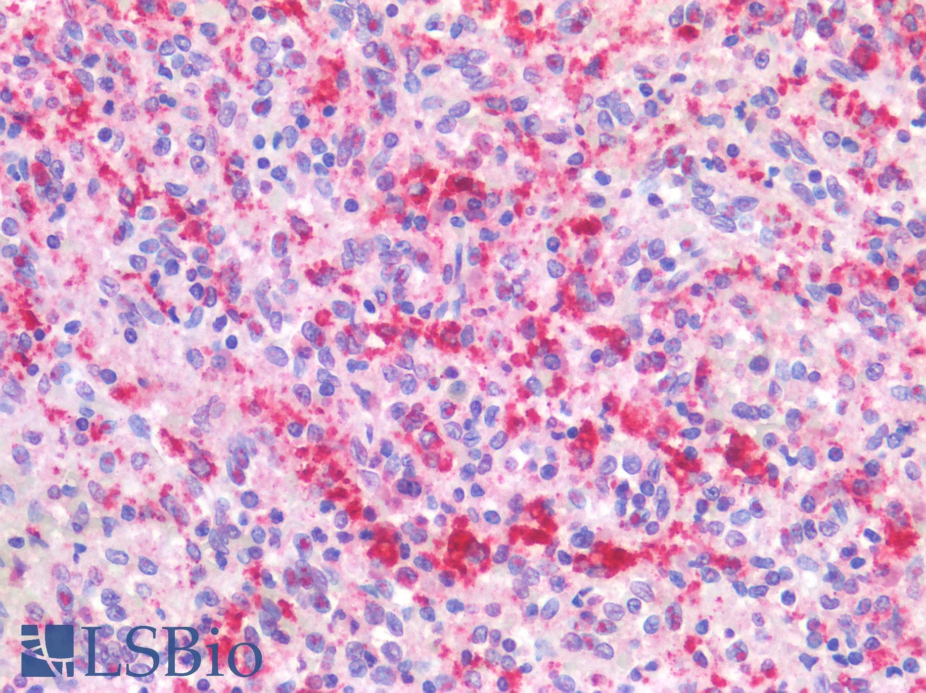 PathPlus™ CD68 Antibody