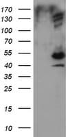 DIXDC1 Antibody (clone OTI1B3)