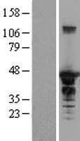 SH3GL1 / EEN Protein (Over-Expression Lysate Myc-DDK (Flag))