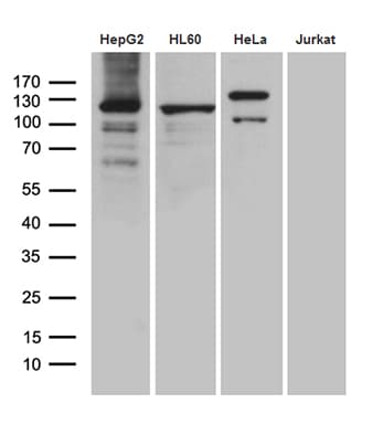 UBE1L / UBA7 Antibody (clone OTI2B6)