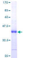 Human NDUFS6 Protein (Recombinant GST)