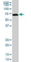 TGIF2 Antibody (clone 2F5)