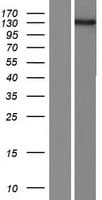 Human FMNL2 Protein (Over-Expression Lysate Myc-DDK (Flag))