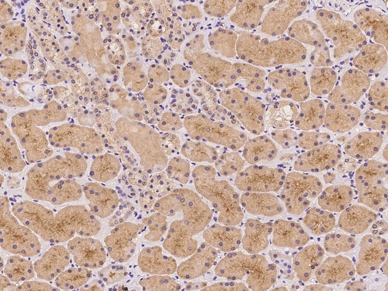ADAM10 Antibody (Preservative Free)