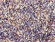 Complement C1QA Antibody