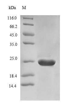 Saccharomyces cerevisiae PNC1 Protein (Recombinant)